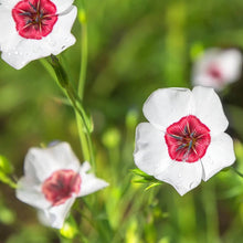 Annual Bright Eyes Flax (Linum Grandiflorum Seeds for reliable seasonal color