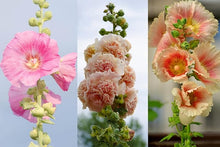White Double Mallow Seeds (Alcea rosea) for reliable seasonal color