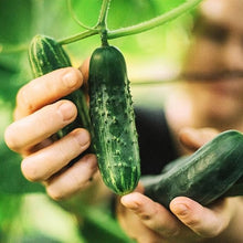 Cucumber Cucumis Sativus Gemini 7 Seeds valued by growers for kitchen Vertical Growing