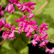 Antigonon Leptopus Flowering Plant Seeds for colorful blooms in the Garden