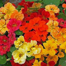 Nasturtium Whirlybird Series mix seeds for colorful trailing garden flowers