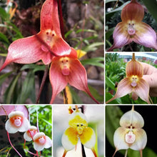 Monkey Face Orchid Seeds (Dracula simia) for seasonal color across the Indoor Garden