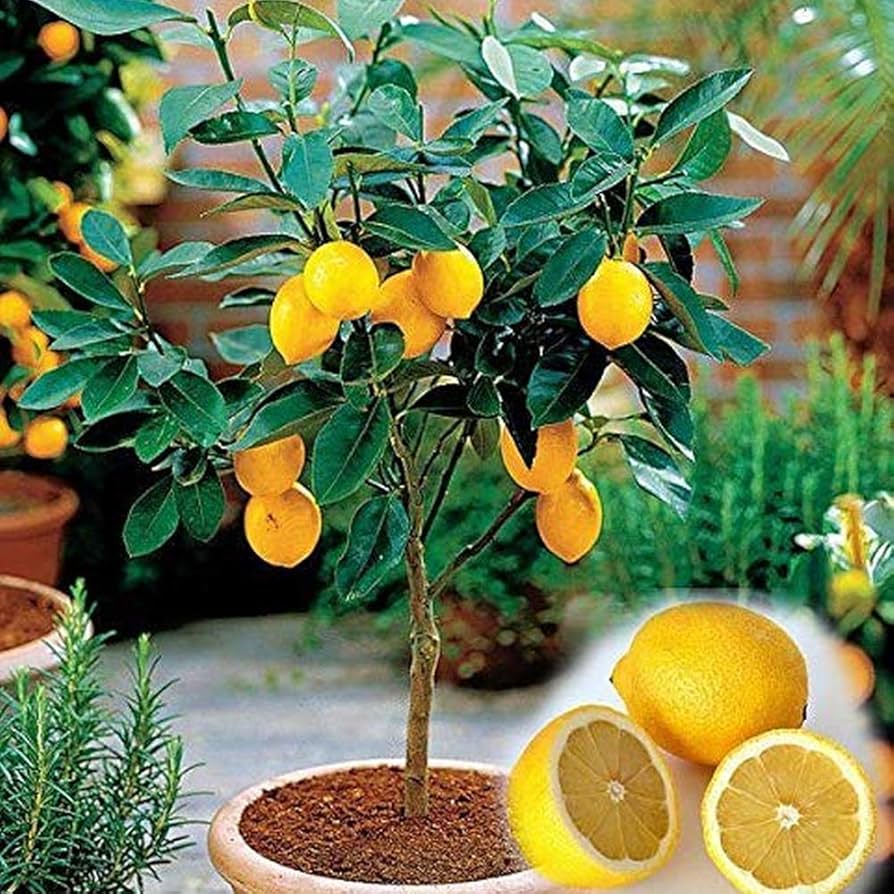 Lemon Tree Bonsai Seeds with High Survival Rate