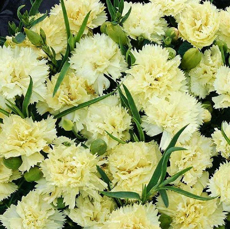 Carnation Dianthus Caryophyllus Rare Black Flower Seeds for Planting – 200 Bonsai Seeds for Unique Home Garden Displays