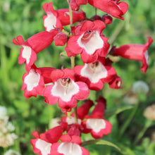 Penstemon Seeds (Penstemon digitalis) for growers filling out the Flower Bed