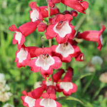 Penstemon Penstemon Barbatus Scarlet Seeds prized for pollinator Native Landscaping