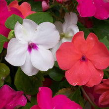 Pink Impatiens Seeds (Impatiens walleriana) for a lasting display in the Shaded Flower Border