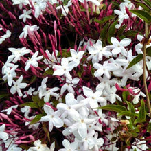 Jasmine Seeds prized for pink Gardening