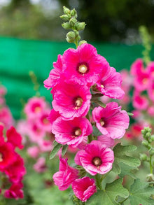 Hollyhock flower Alcea rosea pink seeds for planting in decorative garden borders or tall planters