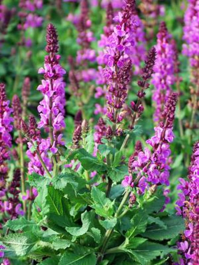 Rose Queen Salvia for planting