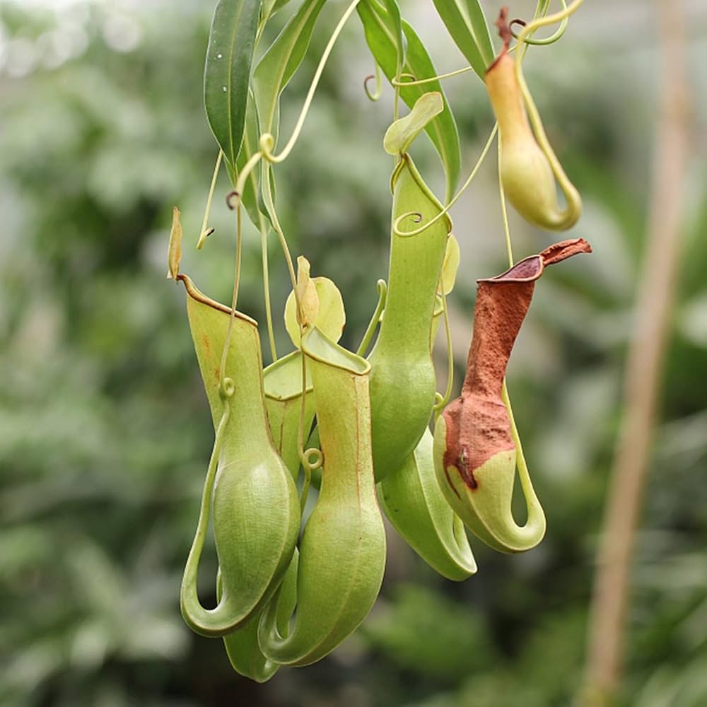 Nepenthes pitcher plant seeds ��������� carnivorous plants for indoor or balcony garden use