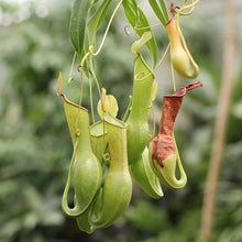 Nepenthes pitcher plant seeds ��������� carnivorous plants for indoor or balcony garden use