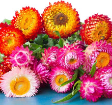 Helichrysum Bracteatum Strawflower Mixed Seeds for a colorful addition to any planting