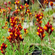 Linaria Flamenco Bi-Color Seeds for gardeners building out beds and borders