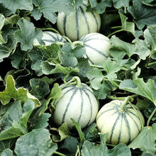 Charentais Melon Cantaloupe Seeds (Cucumis melo) for growers stocking the Vegetable Patch & Home Garden