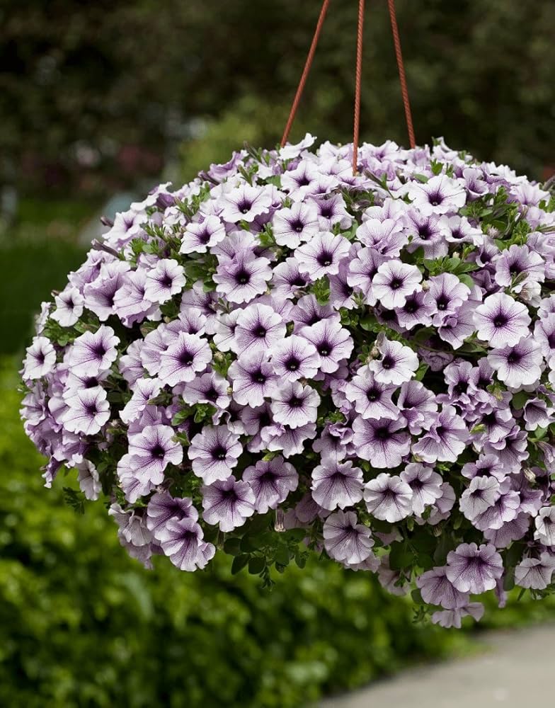 Blue Hanging Petunia seeds for decorative garden planting
