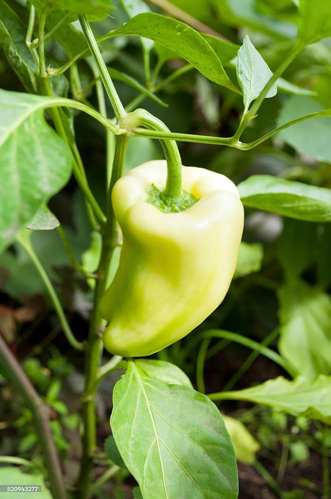Mixed color sweet bell hot pepper chili seeds