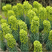 Tropical Spurge Seeds (Euphorbia spp.) for colorful blooms in the Flower Urban Garden