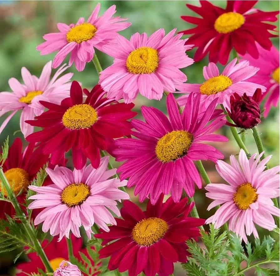 Mixed Colors Robinson’s Painted Daisy Chrysanthemum Coccineum Seeds for colorful blooms in the Container Planting