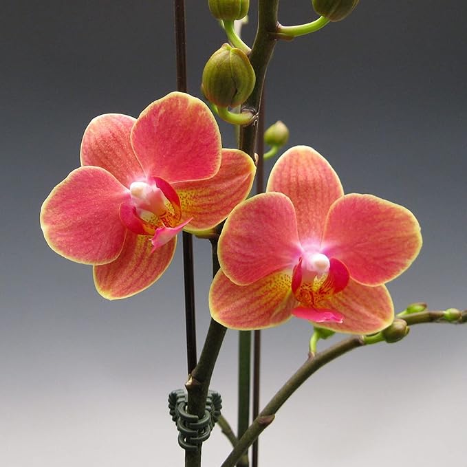 Red Orchid Perennial Flower - for planting in home garden