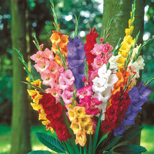 Gladiolus Mixed Colors Tall Seeds for growers seeking a long-blooming display