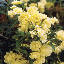 Rosa Banksiae Lutea In Pot Rosa Banksiana Fragrant Yellow Rambler  Ornamental Garden Plant for Home Gardening