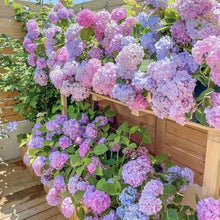Mixed Hydrangea Seeds (Hydrangea spp.) for climbing cover in the Flower Urban Garden