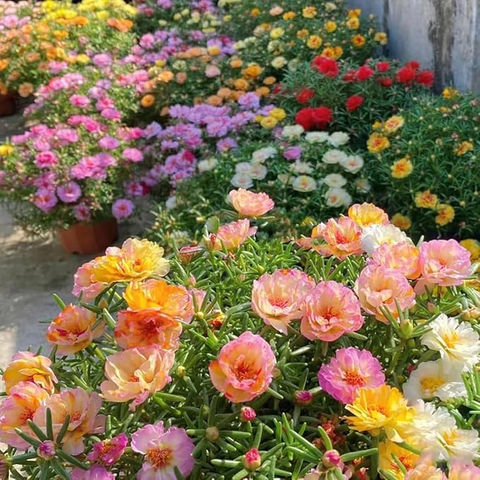 Rose Rosa hybrida mixed flower seeds for planting in home garden or vertical garden trellis - for planting in home garden