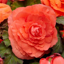 Double Orange Begonia Seeds prized for shade-Loving Displays