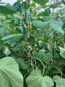 Mini Cucumber Seeds for a reliable harvest in the Cucumis garden vegetable patch