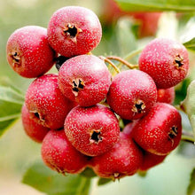 Crataegus Lindmanii Hawthorn Berry Seeds for growers wanting a homegrown harvest