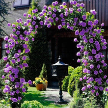 Climbing Rose Rosa Hybrida Seeds for climbing cover in the Home Trellis Designs