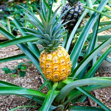 Pineapple Seeds (Ananas comosus) for a lasting display in the home garden flower bed