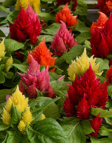 Celosia Mix Large Seeds for growers seeking a long-blooming display