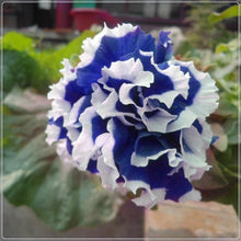 Garden Petunia Petals Seeds for gardeners building out beds and borders
