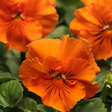 Pansy Flower ��������� Viola ������ wittrockiana ��������� for planting in orange black garden