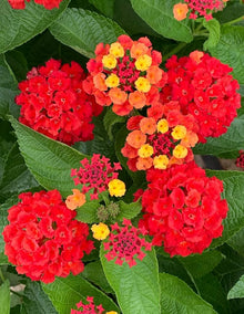 Lantana Camara Seeds (Lantana camara) for colorful blooms in the flower beds and butterfly gardens