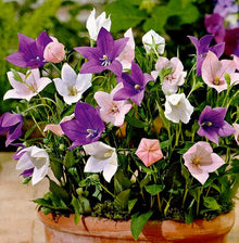 PLATYCODON Balloon Seeds (Platycodon grandiflorus) for growers filling out the Flower Bed