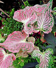 Thailand Caladium Seeds for a lasting addition to the Garden & Bonsai