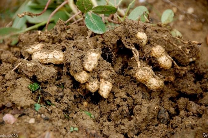 Peanut Vegetable for planting