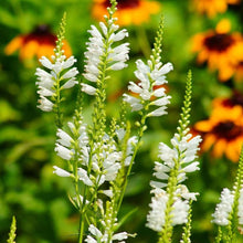 Obedient Plant Physostegia Virginiana White Plants for growers filling out the flower bed borders