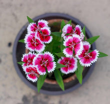 Sweet William Seeds for gardeners building out beds and borders