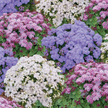 Ageratum Mexicanum White Seeds for a colorful addition to any planting
