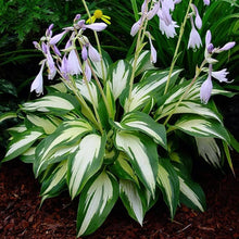 Hosta Lily Seeds (Hosta spp.) for colorful blooms in the shade gardens and ornamental flower beds