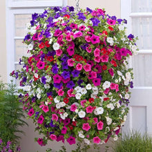 Hanging Petunia Petunia Hybrida Melissa flower Seeds for seasonal color across the balcony planters and vertical garden baskets
