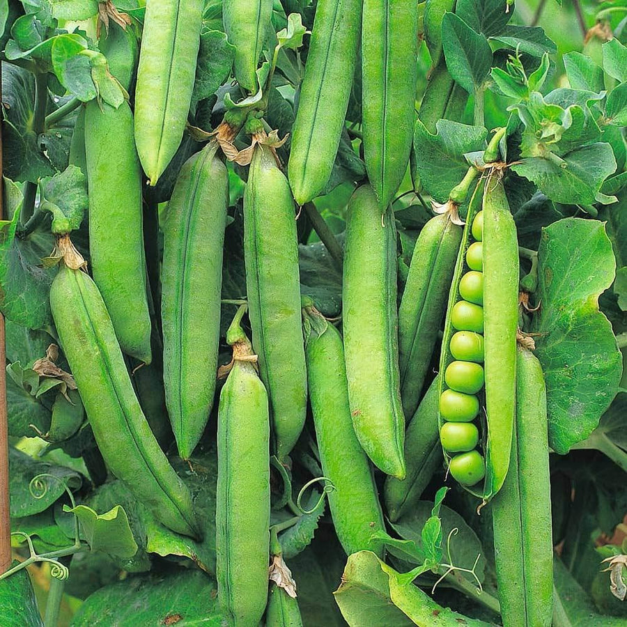 Sweet Broad Pea Seeds