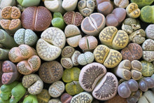 Succulent Lithops Pseudotruncatella Seeds valued for indoor Minimalist Decor