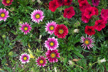 Pink and purple Gazania rigens flower seeds