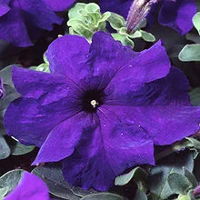 Petunia Petunia Hybrida Blue Seeds for seasonal color across the Colorful Garden Hanging Pots