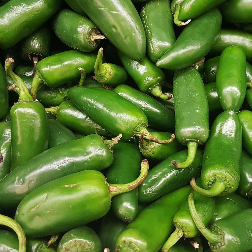 Farmers Market jalapeño plant grown from seeds with thick-walled, mildly spicy green fruits